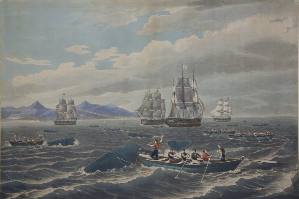 Aquatint of the Rotch Fleet vessels Enterprise, Houqua, Pocahontas, and William Rotch are pictured among a school of sperm whales off the coast of Hawaii. Circa 1833. ©Mystic Seaport Museum, 1955.491