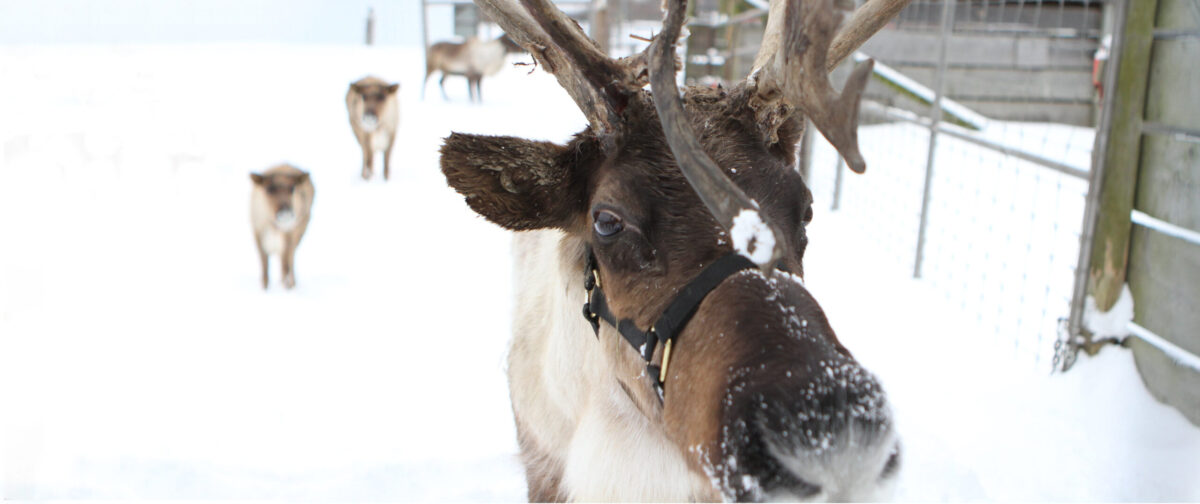 reindeer herd