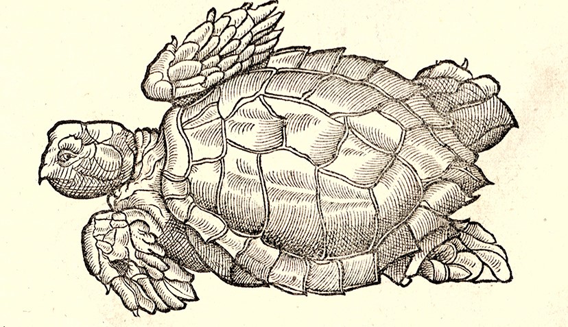 Gessner Sea Turtle Illustration