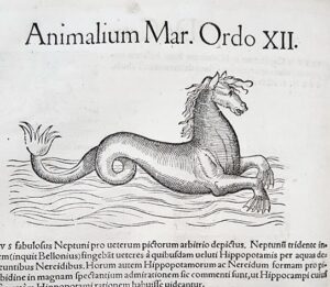 Hippocampus Drawing