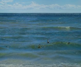 Cindy House "Plovers over the Gulf"