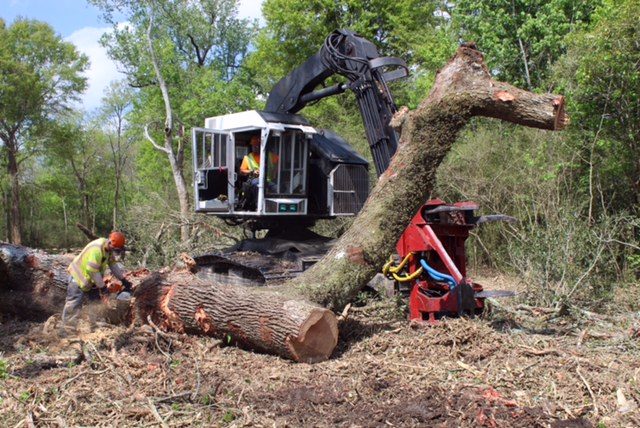 Harvesting live oaks in Belle Chasse, LA.